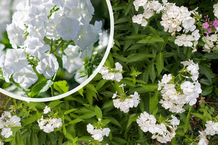 Flox - Phlox 'White Admiral' TIP