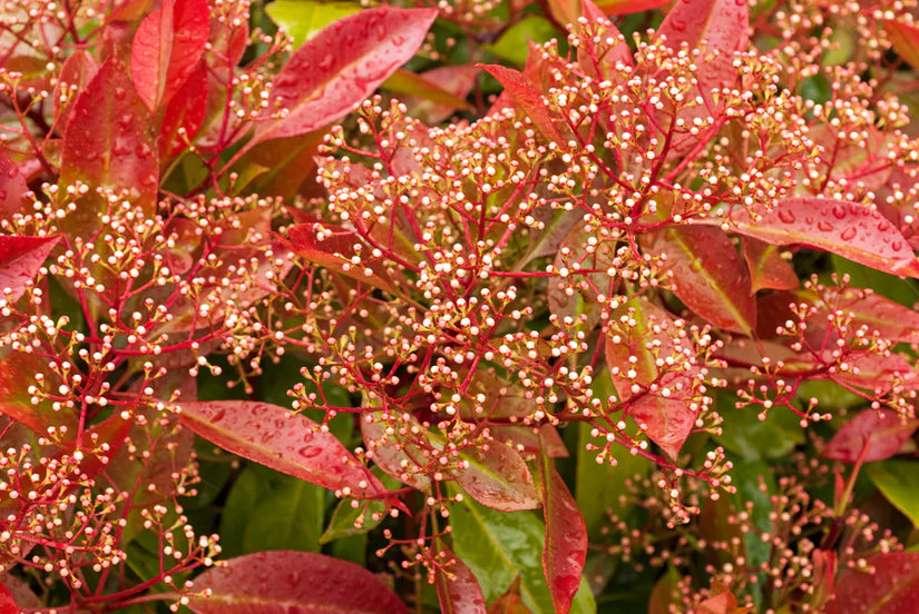 Dakboom Glansmispel (Wintergroen) - Hoogstam Photinia 'Red Robin' dakvorm