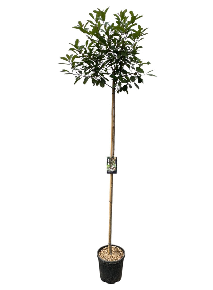 Glansmispel hoge op stam - Photinia 'Red Robin' hoogstam