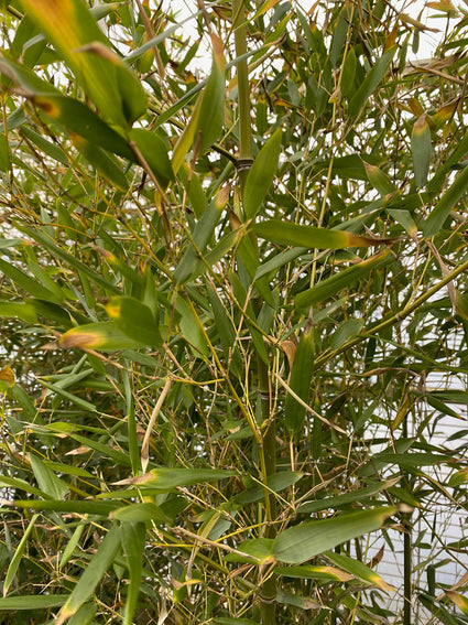 Bamboe - Phyllostachys Bissetii (woekerende soort)