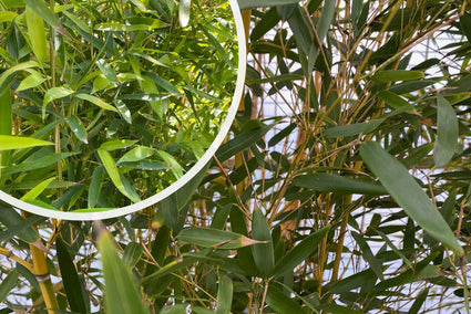 Hotei Bamboe - Phyllostachys aurea (Reuzenbamboe)
