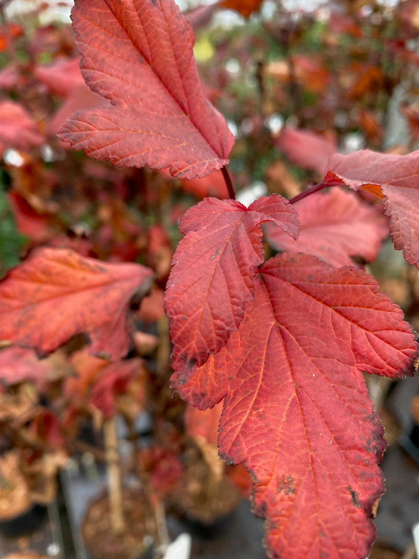 Blaasspirea - Physocarpus opulifolius 'Diable D'or