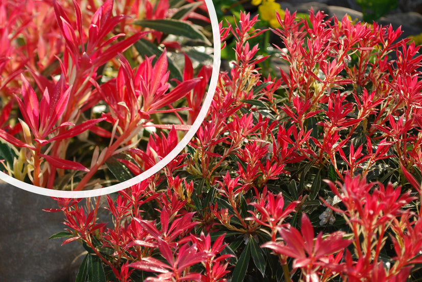 Rotsheide - Pieris 'Flaming Silver'