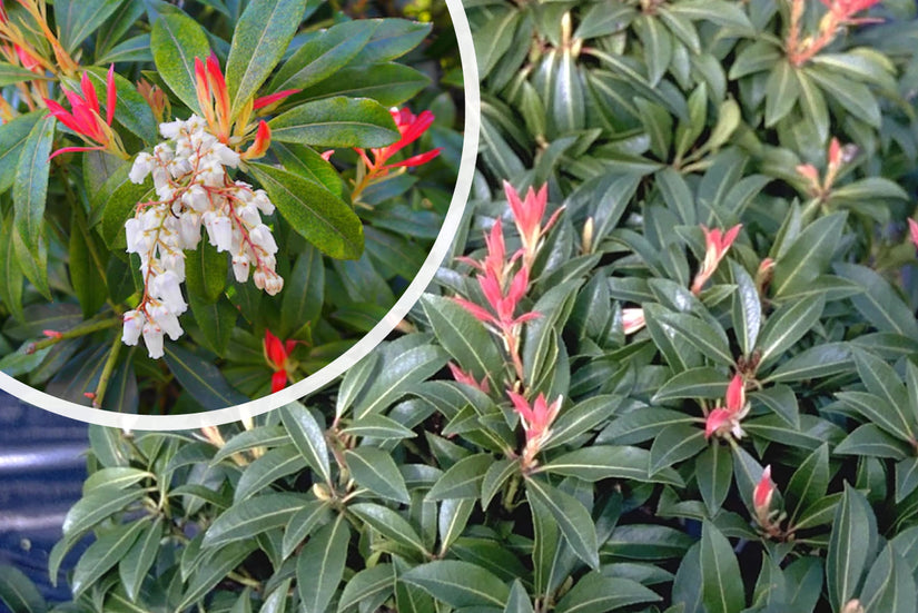 Rotsheide - Pieris 'Forest Flame'