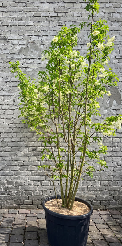 Pimpernoot - Staphylea colchica