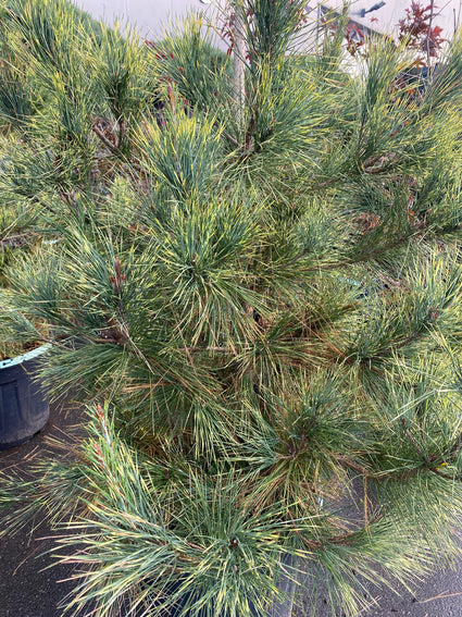 Japanse rode den - Pinus densiflora 'Oculus-draconis'