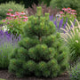 Bosnische pijnboom - pinus heldreichii 'malinki'