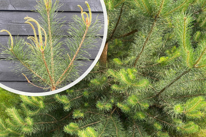 Grove den - Pinus sylvestris