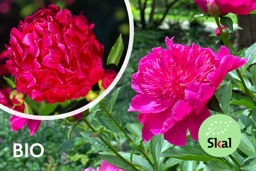 Biologisch Pioenroos - Paeonia (LD) 'Karl Rosenfield'