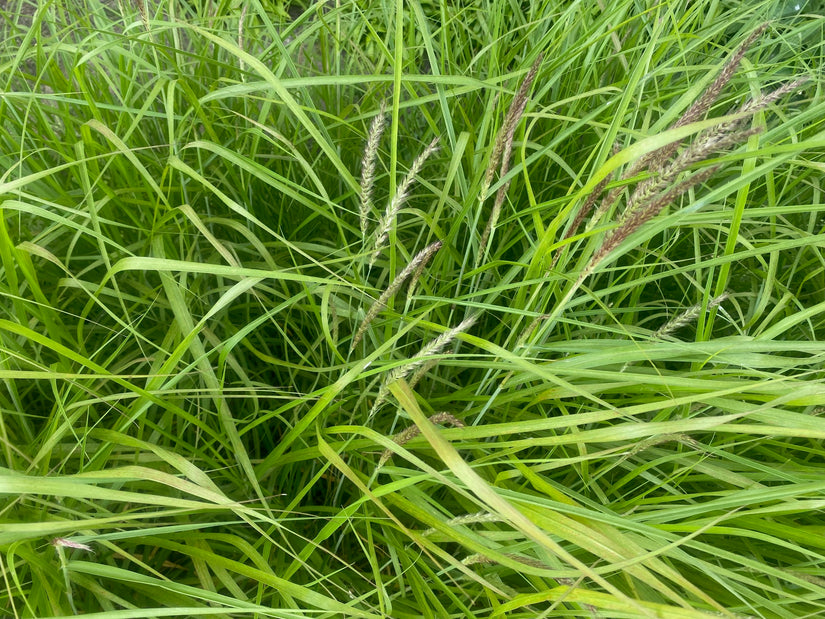 Plataargras - Chasmanthium latifolium