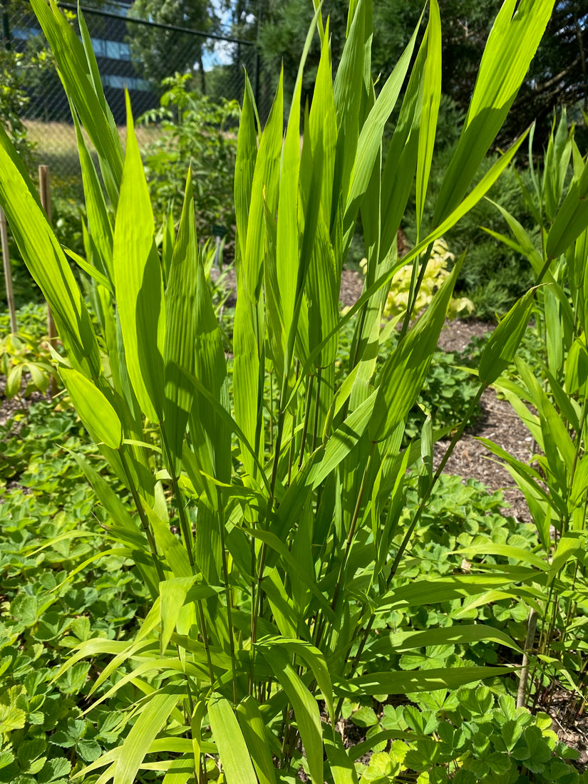 Plataargras - Chasmanthium latifolium