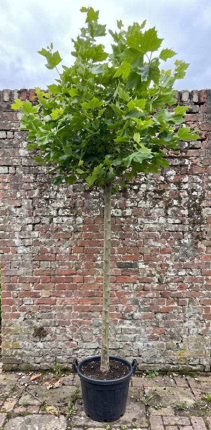 Gewone plataan - Platanus hispanica