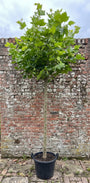 Gewone plataan - Platanus hispanica
