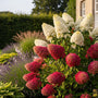 Pluimhortensia - Hydrangea paniculata 'Wim's Red'