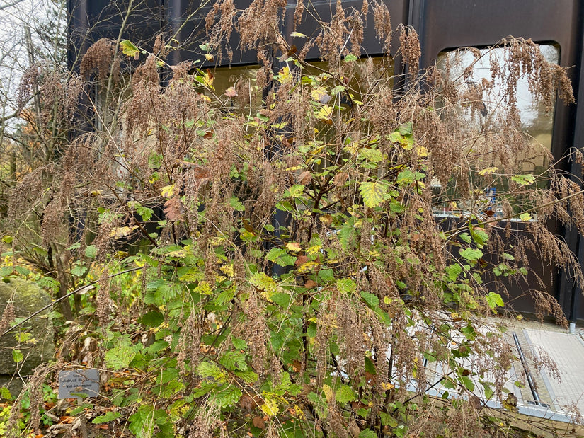 Pluimspirea - Holodiscus discolor