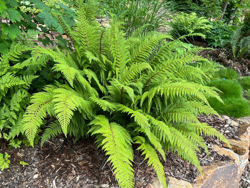 Zachte naaldvaren - Polystichum setiferum 'Dahlem'