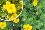 Heesterganzerik - Potentilla fruticosa 'Goldfinger'