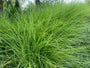 Prachtriet - Miscanthus sinensis 'Gracillimus'