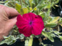 Prikneus - Lychnis coronaria 'Atrosanguinea'