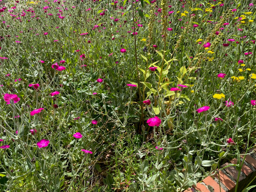 Biologisch Prikneus - Lychnis coronaria