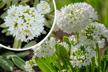 Kogelprimula (Wit) - Primula denticulata 'Alba'