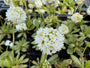 Kogelprimula (Wit) - Primula denticulata 'Alba'