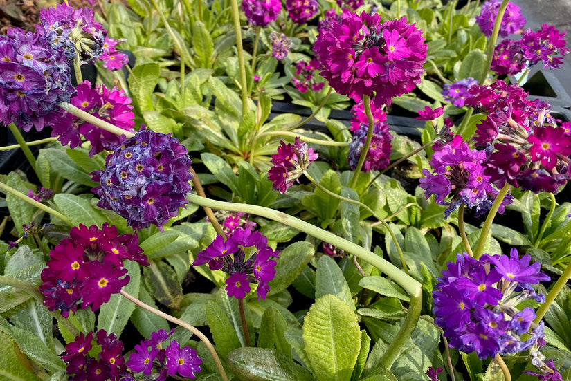 Kogelprimula - Primula denticulata