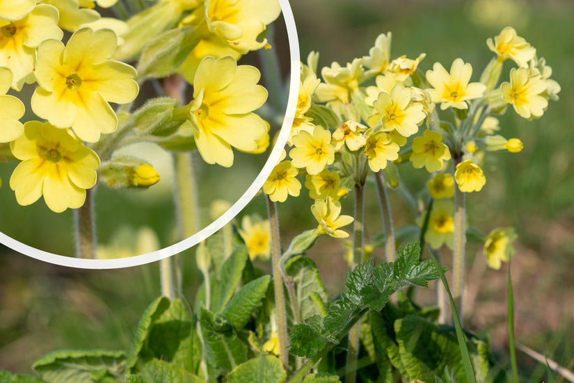 Slanke Sleutelbloem - Primula elatior