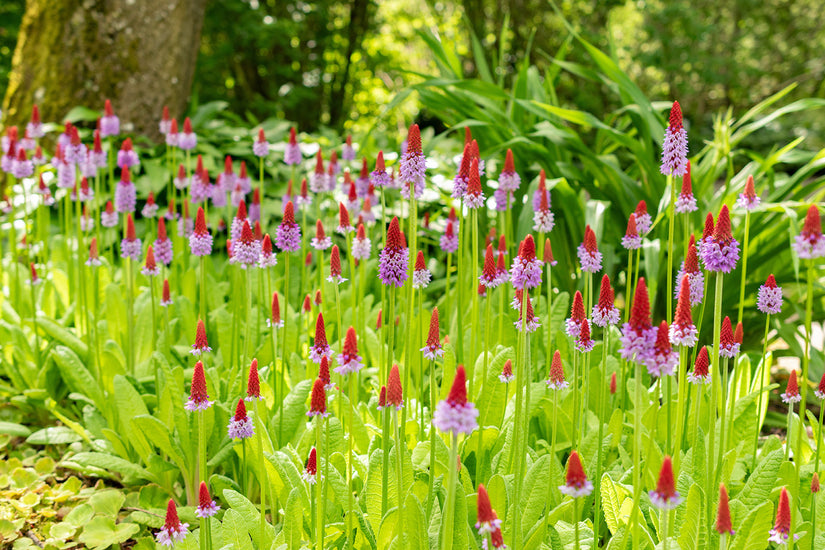 Orchideeprimula - Primula vialii