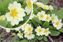 Sleutelbloem - Primula vulgaris