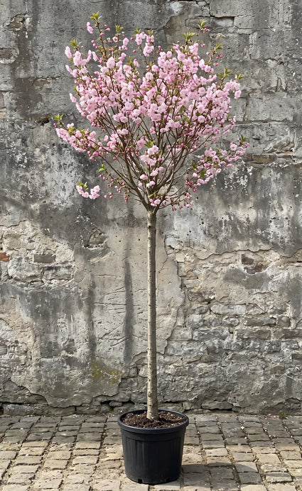Sierkers (Lichtroze) boom (Hoogstam) - Prunus subhirtella 'Autumnalis Rosea'