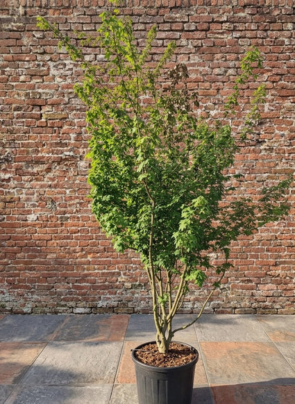 Sierkers (Lichtroze) - Prunus subhirtella 'Autumnalis Rosea'