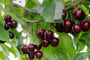 Biologisch Kersenboom - Prunus avium 'Regina' Compact, halfstam