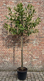 Leilaurier (wintergroen, Leivorm) - Prunus Novita