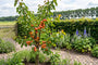 Abrikozenboompje - Prunus armeniaca 'Orangered'