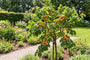 Abrikozenboompje - Prunus armeniaca 'Tros Oranje' op stam