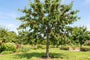 volgroeide prunus avium stella