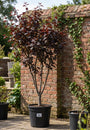 Meerstammige Roodbladige kerspruim - Prunus cerasifera 'Nigra'