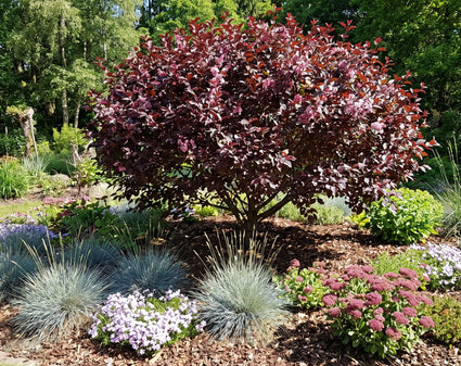 Sierkers - Prunus cistena