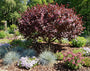 Sierkers - Prunus cistena