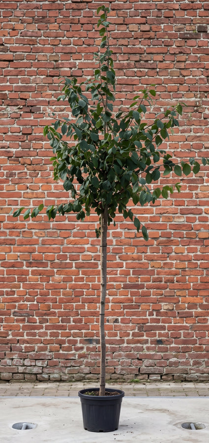Pruimenboom (Hoogstam) - Prunus domestica 'Mirabelle de Nancy'
