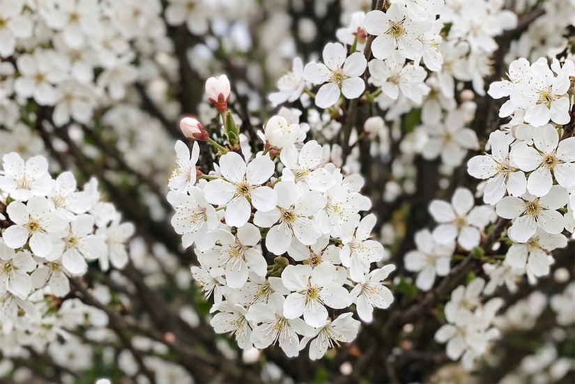 Bolvormige Sierkers op stam - Prunus eminens 'Umbraculifera' Halfstam