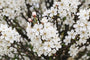 Bolvormige Sierkers op stam - Prunus eminens 'Umbraculifera' Halfstam