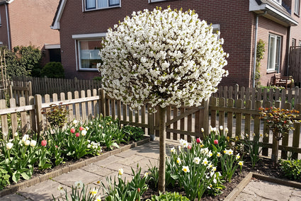 volgroeide bolkers prunus em. Umbraculifera op 150 cm stam
