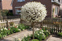 volgroeide bolkers prunus em. Umbraculifera op 150 cm stam