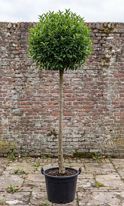 Bolvormige Sierkers (Hoogstam) - Prunus eminens 'Umbraculifera'