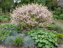 Fuji kers - Prunus incisa 'Kojou-no-mai'