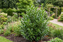 Laurier - Prunus laurocerasus 'Elly' Struikvorm