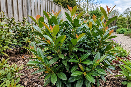Laurierkers - Prunus laurocerasus 'Etna' - Struikvorm wintergroen