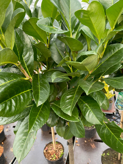 Laurierkers Hoogstam - Prunus laurocerasus 'Etna'